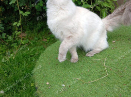 Ragdoll available for stud