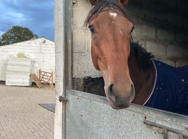 15.1 genuine filly