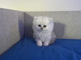 Pure breed persian chinchila kittens