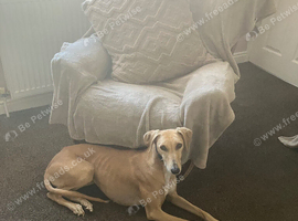 Lurcher Bitch