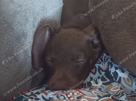 One puppy remaining