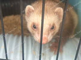 Two male ferrets looking for new home