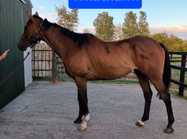 ***REDUCED Stunning big Irish TB gentleman 17h full up 11yo Irish TB gelding RORE