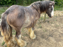 Charlie&rsquo;s dream stunning strawberry and blue roan