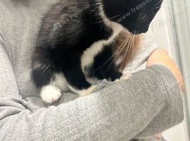 Lovely kittens