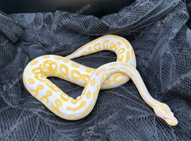 Ball Pythons