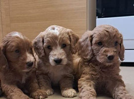 3 little baby girls