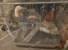 4 rats and cage