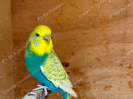 Quality Baby budgies for sale
