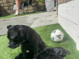 Outstanding black Staffordshire bull terrier puppies