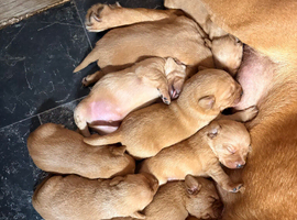Stocky Red Labs
