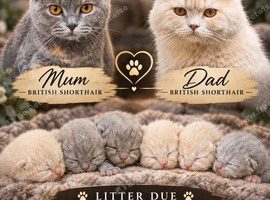BSH/BLH Kittens Ready to Be Reserved