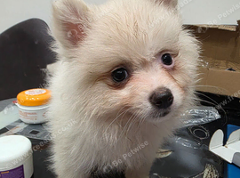 Cream  female pomeranian puppies