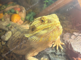 Bearded dragon