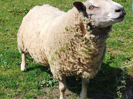 Charollais ram