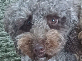 F2b Sproodle puppies for sale