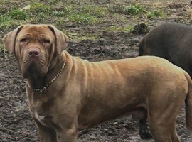 Mastiff mix