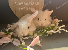 Adorable Lion Lop Bunnies Looking for Their Forever Homes
