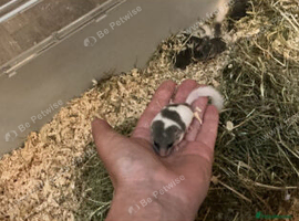 African pgymy doormice