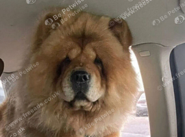 4 year old chow female