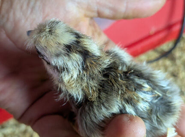 Day old Silkie cross