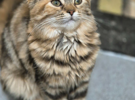 RESERVED-Cute young cats