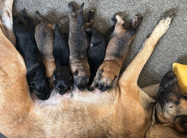 Belgian malinmoi  x Alsatian