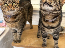 2 female cats