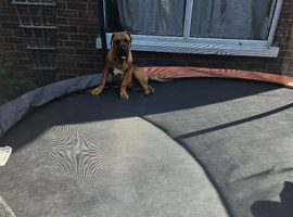 6 month Cane Corso X