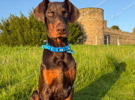 Friendly 6 months puppy looking for a forever home