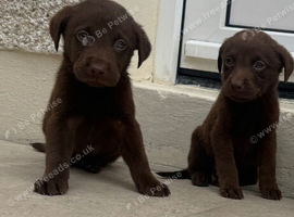 Chocolate Labrador puppies