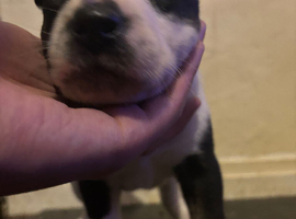 Beautiful Bullkita Puppies