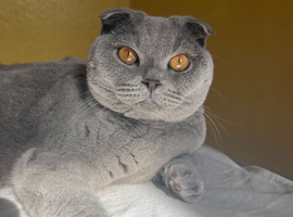 Scottish fold