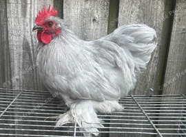 3 Pekin bantams roosters