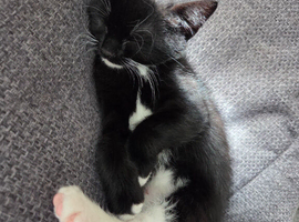 2 girls kittens for sale 7 weeks old