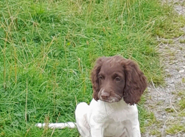 Gorgeous English Springer Spaniel Puppies