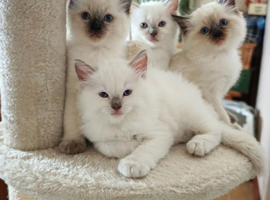 Ragdoll kittens