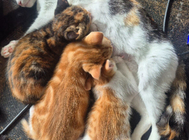1 beautiful male kitten ready for his forever home.