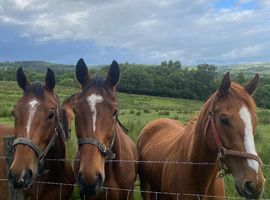 3 unbroken TB mares for sale