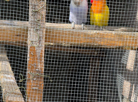 Love. birds