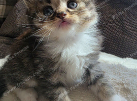 Beautiful British long haired kittens