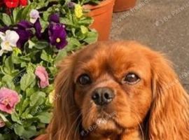 3 year old Cavalier female KC REG HEALTH TESTED