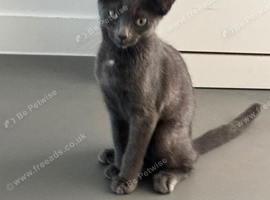 Kitten
