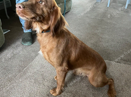 Cocker spaniel