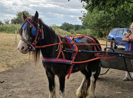 Blagdon mare