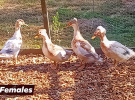 Pairs Crested Miniature Appleyard aka Crested Bantam Ducks