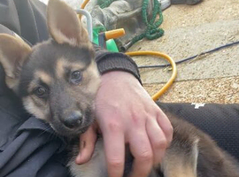 German shepherd female