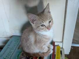 Kittens