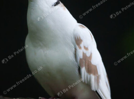 Java doves wanted