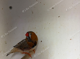 Finches for Sale